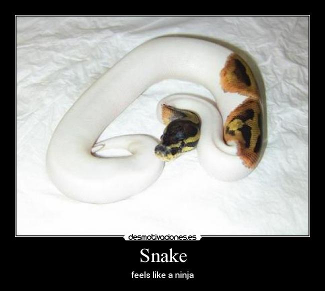 carteles snake desmotivaciones