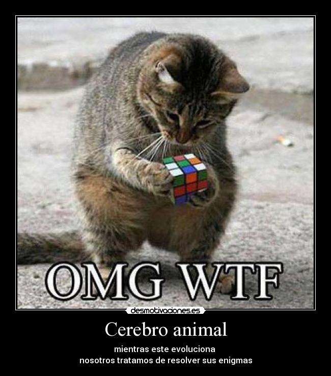 Cerebro animal - mientras este evoluciona
nosotros tratamos de resolver sus enigmas