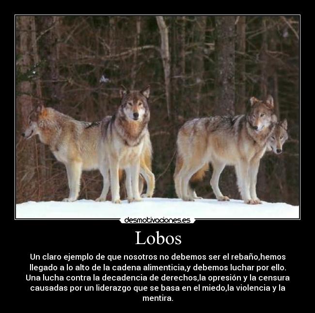 Lobos - Un claro ejemplo de que nosotros no debemos ser el rebaño,hemos
llegado a lo alto de la cadena alimenticia,y debemos luchar por ello.
Una lucha contra la decadencia de derechos,la opresión y la censura
causadas por un liderazgo que se basa en el miedo,la violencia y la
mentira.