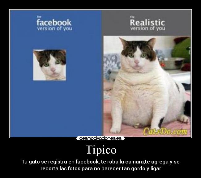 Tipico - 