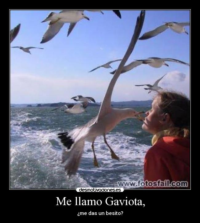 Me llamo Gaviota, - ¿me das un besito?