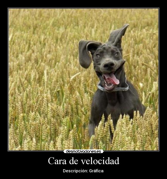 Cara de velocidad -