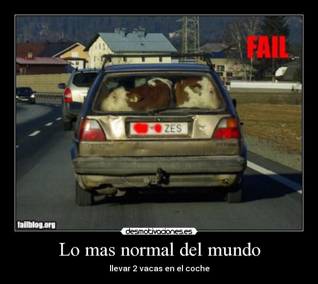 Lo mas normal del mundo - llevar 2 vacas en el coche