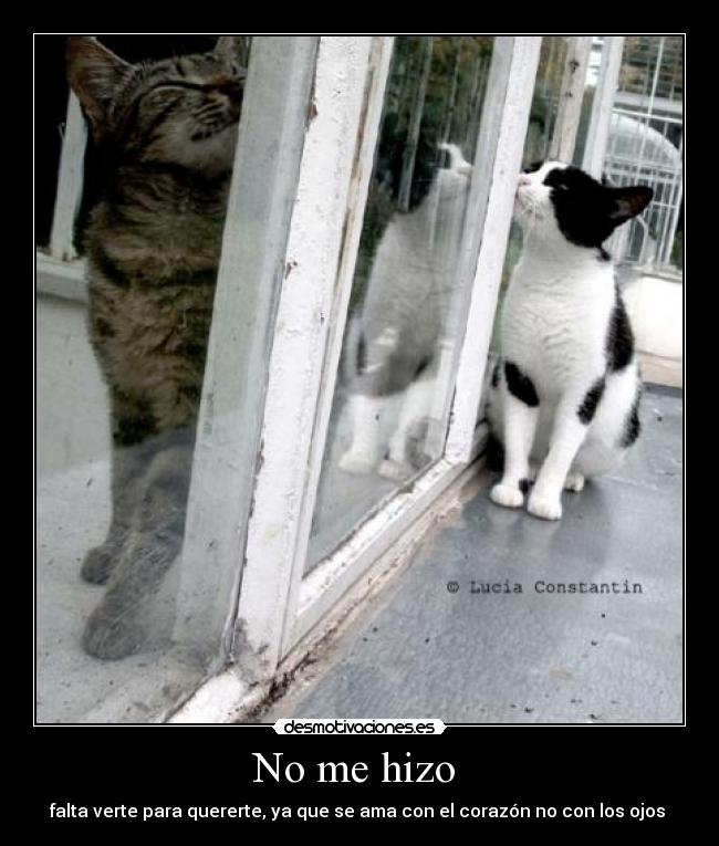 No me hizo - falta verte para quererte, ya que se ama con el corazón no con los ojos