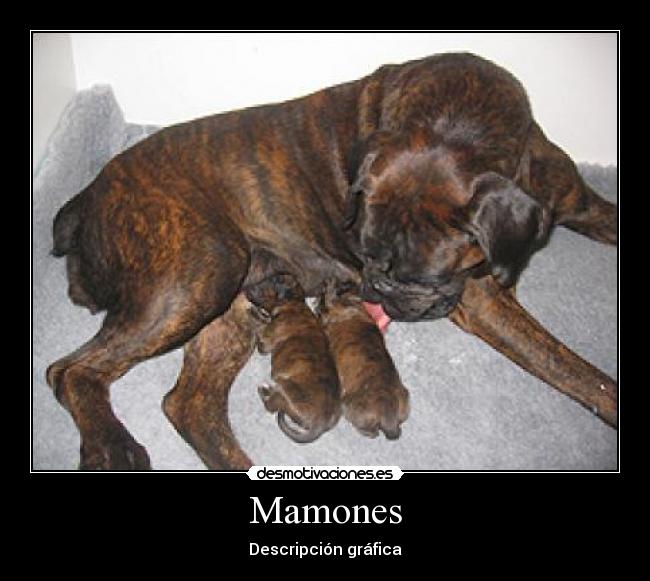 Mamones - 