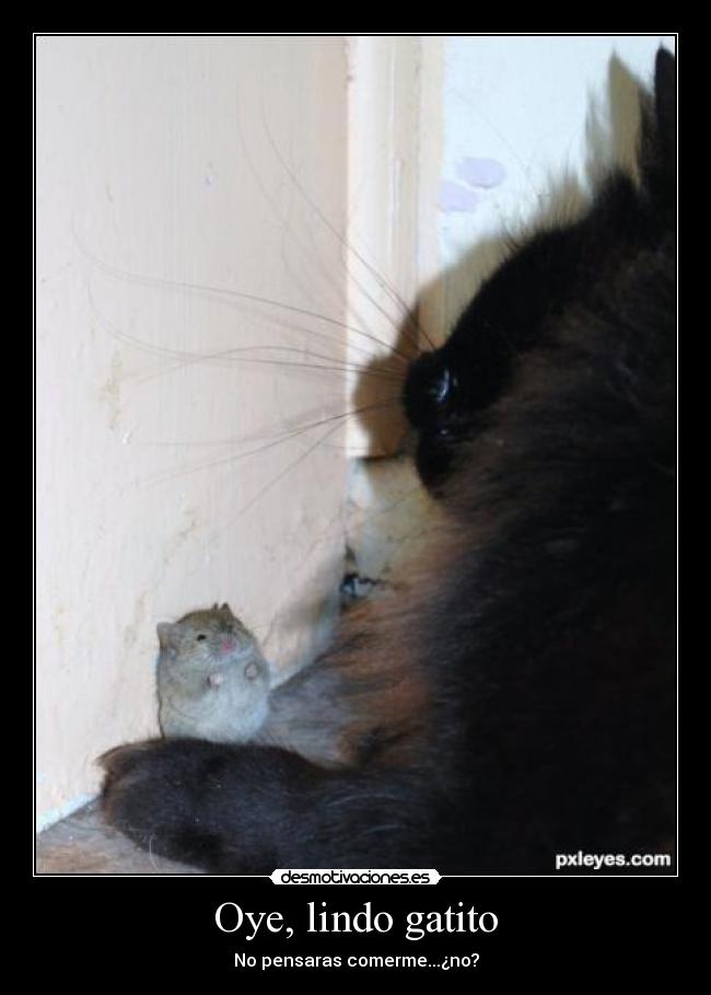 Oye, lindo gatito - 