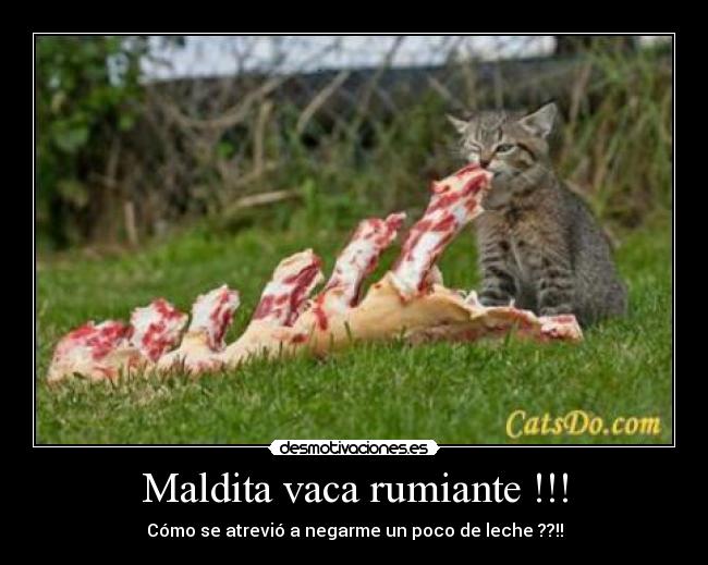 Maldita vaca rumiante !!! - 