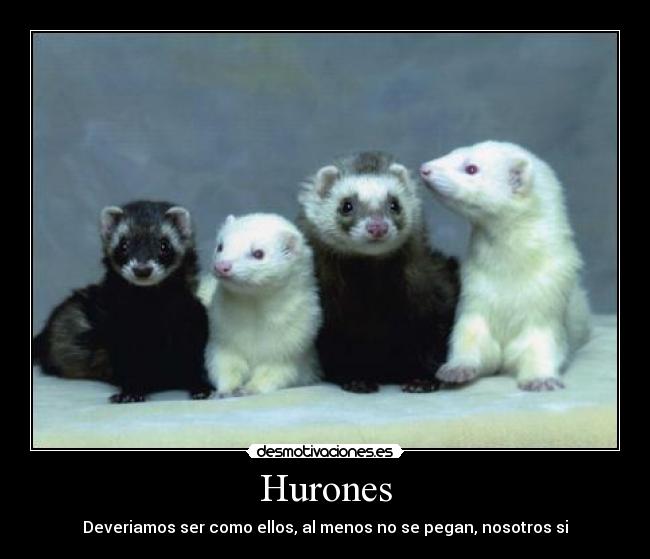 carteles hurones desmotivaciones