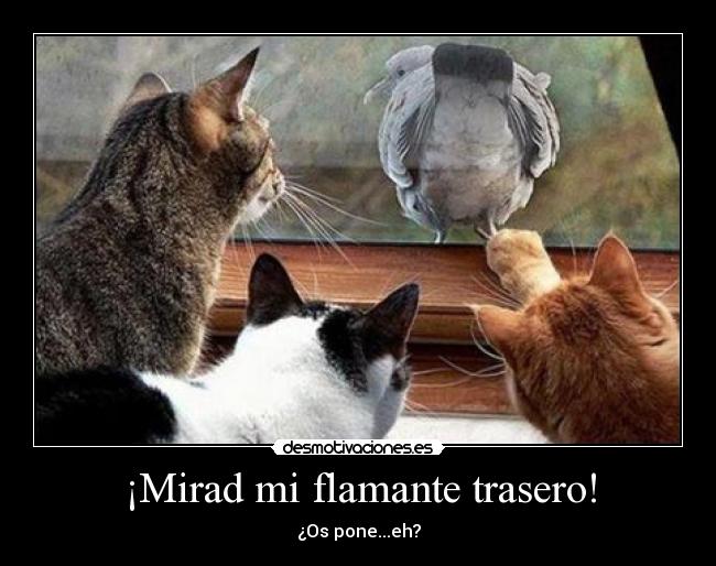 ¡Mirad mi flamante trasero! -
