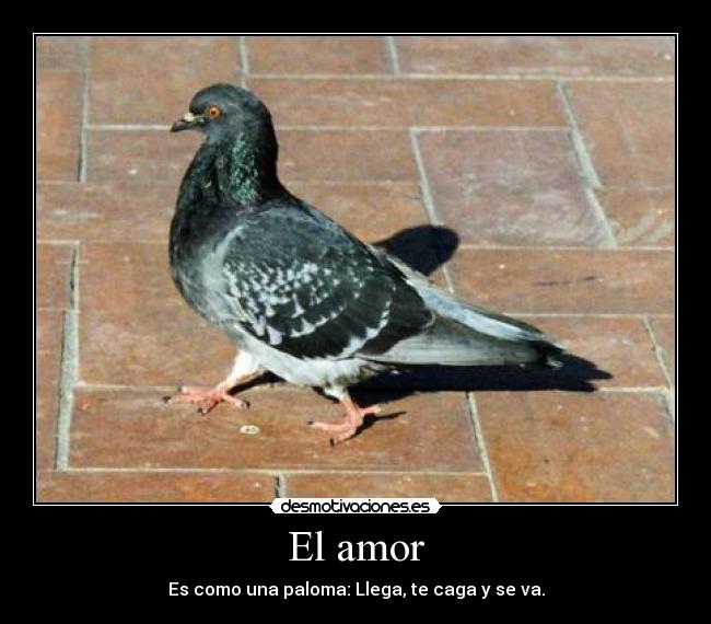 El amor -