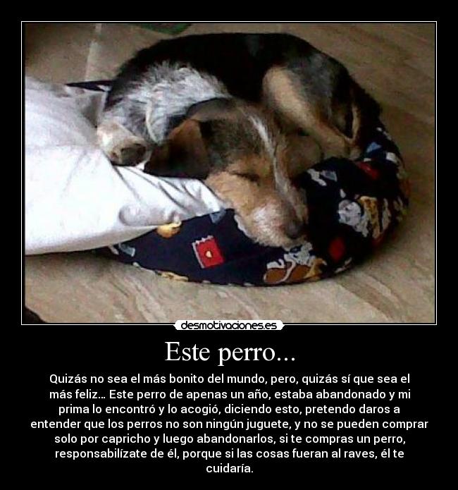Este perro... - 