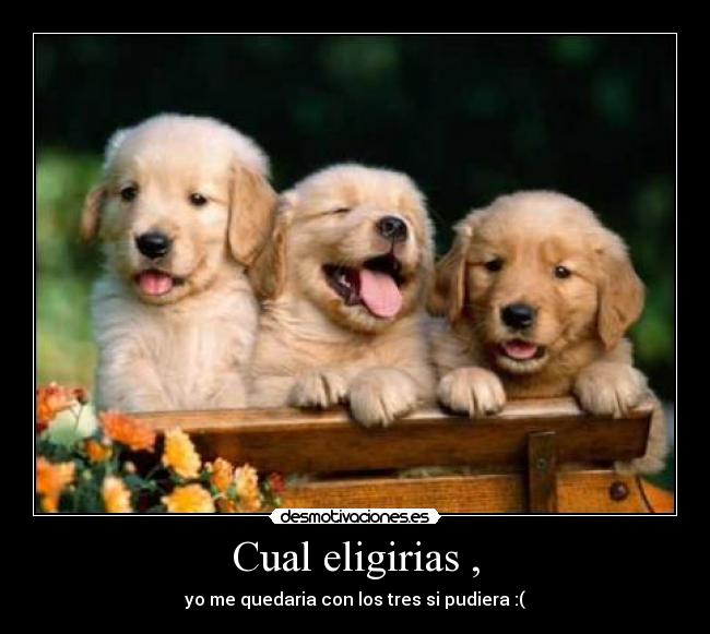 Cual eligirias , -