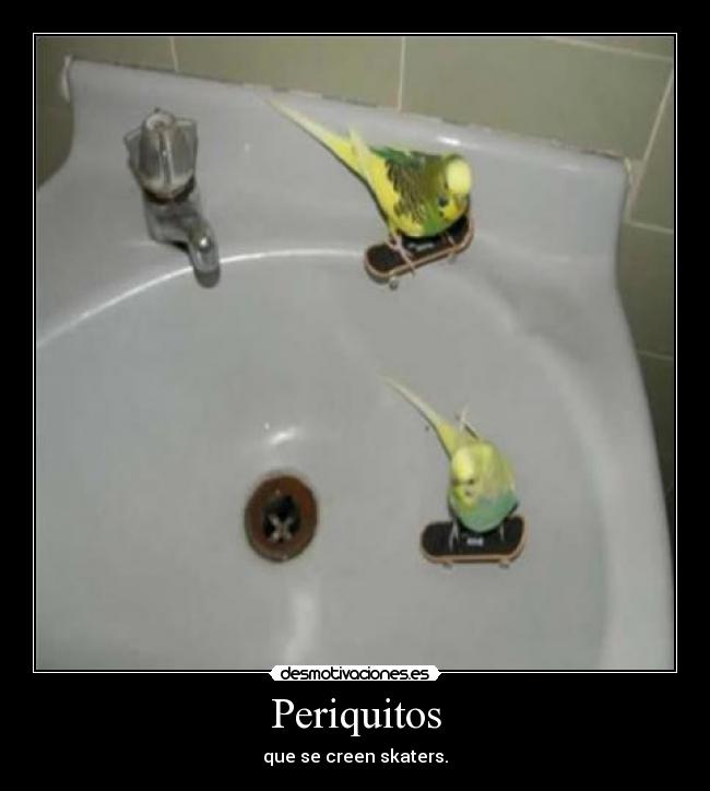 Periquitos -