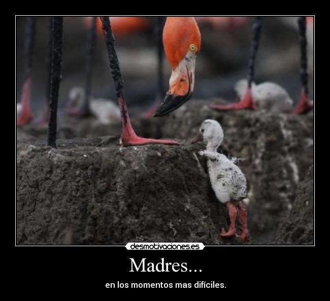 Madres... -
