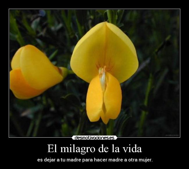 El milagro de la vida - es dejar a tu madre para hacer madre a otra mujer.