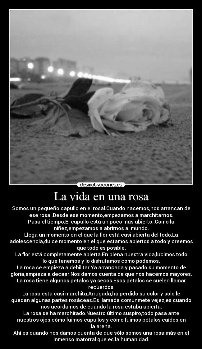 La vida en una rosa - Somos un pequeño capullo en el rosal.Cuando nacemos,nos arrancan de
ese rosal.Desde ese momento,empezamos a marchitarnos.
Pasa el tiempo.El capullo está un poco más abierto..Como la
niñez,empezamos a abrirnos al mundo.
Llega un momento en el que la flor está casi abierta del todo.La
adolescencia,dulce momento en el que estamos abiertos a todo y creemos
que todo es posible.
La flor está completamente abierta.En plena nuestra vida,lucimos todo
lo que tenemos y lo disfrutamos como podemos.
La rosa se empieza a debilitar.Ya arrancada y pasado su momento de
gloria,empieza a decaer.Nos damos cuenta de que nos hacemos mayores.
La rosa tiene algunos pétalos ya secos.Esos pétalos se suelen llamar
recuerdos.
La rosa está casi marchita.Arrugada,ha perdido su color y sólo le
quedan algunas partes rosáceas.Es llamada comunmete vejez,es cuando
nos acordamos de cuando la rosa estaba abierta.
La rosa se ha marchitado.Nuestro último suspiro,todo pasa ante
nuestros ojos,cómo fuimos capullos y cómo fuimos pétalos caídos en
la arena.
Ahí es cuando nos damos cuenta de que sólo somos una rosa más en el
inmenso matorral que es la humanidad.