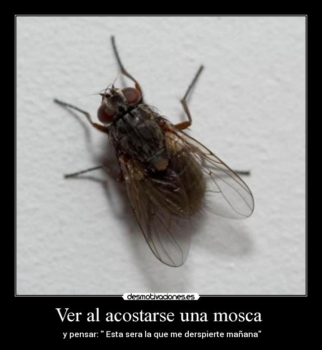 Ver al acostarse una mosca  -  y pensar:  Esta sera la que me derspierte mañana