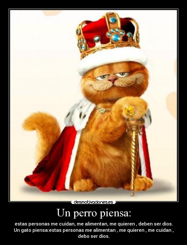 Un perro piensa: - estas personas me cuidan, me alimentan, me quieren , deben ser dios.
Un gato piensa:estas personas me alimentan , me quieren , me cuidan ,
debo ser dios.