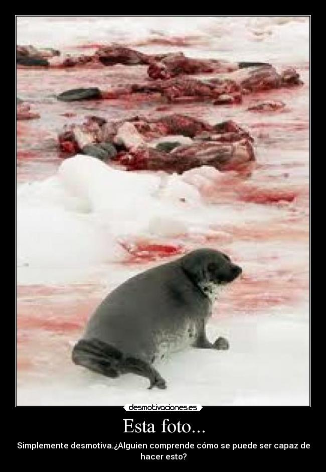 Esta foto... - Simplemente desmotiva.¿Alguien comprende cómo se puede ser capaz de hacer esto?