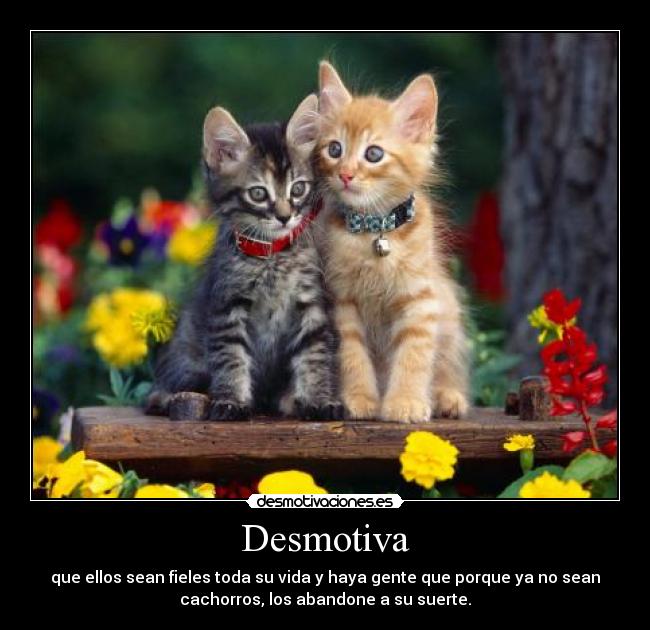 Desmotiva - 