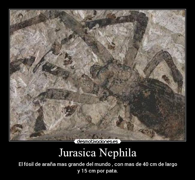 Jurasica Nephila - El fósil de araña mas grande del mundo , con mas de 40 cm de largo
y 15 cm por pata.