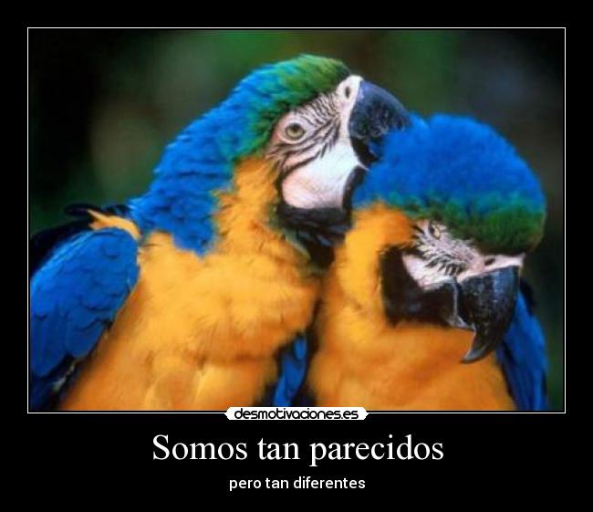 Somos tan parecidos - pero tan diferentes