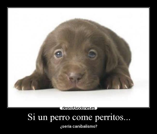 Si un perro come perritos... - 