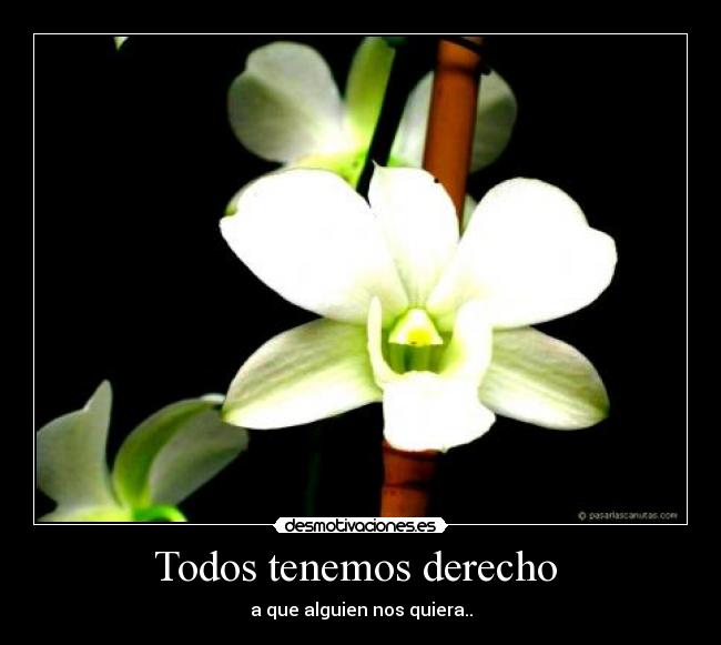 Todos tenemos derecho  - a que alguien nos quiera..