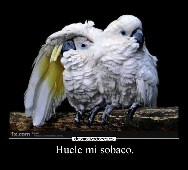 Huele mi sobaco. - 