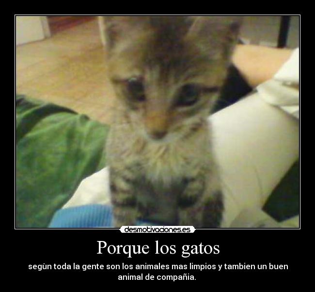 Porque los gatos - segùn toda la gente son los animales mas limpios y tambien un buen
animal de compañia. 