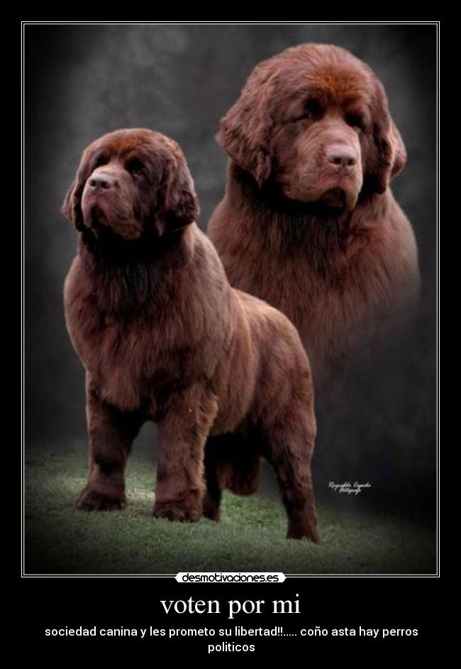 voten por mi - 