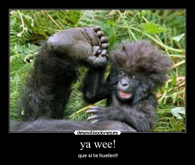 ya wee! - 