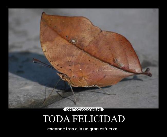 TODA FELICIDAD -