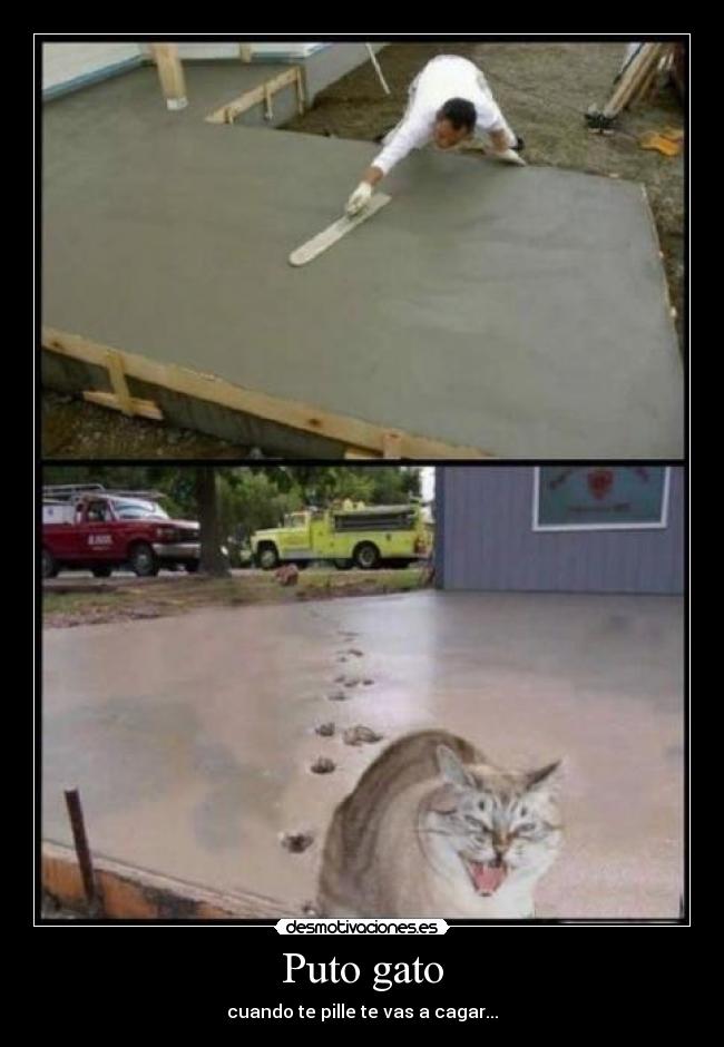 Puto gato - 