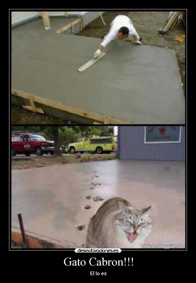 Gato Cabron!!! - 