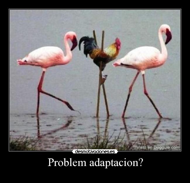 Problem adaptacion? -