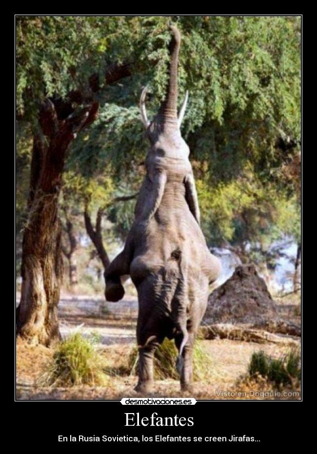 Elefantes - En la Rusia Sovietica, los Elefantes se creen Jirafas...