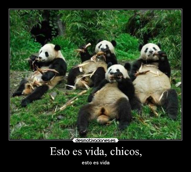 Esto es vida, chicos, - 