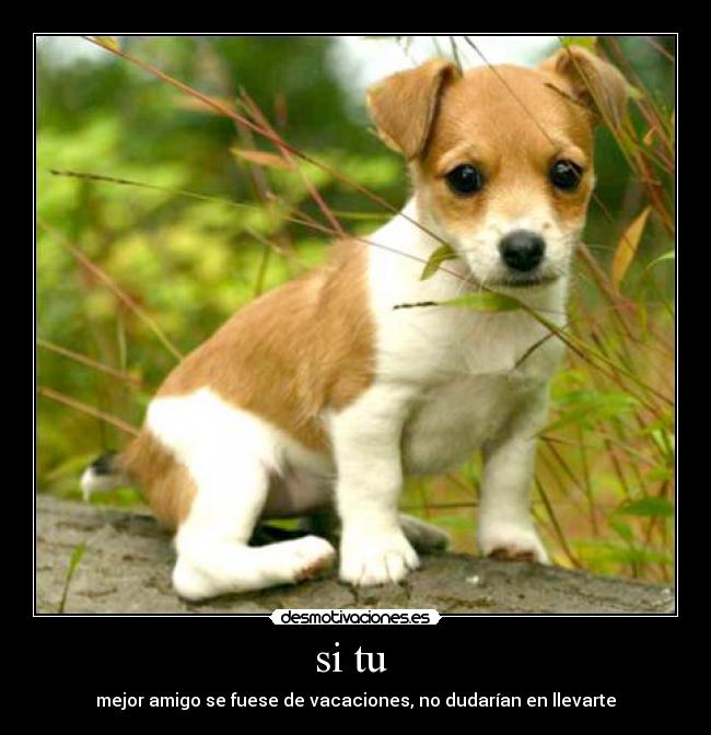 si tu - mejor amigo se fuese de vacaciones, no dudarían en llevarte