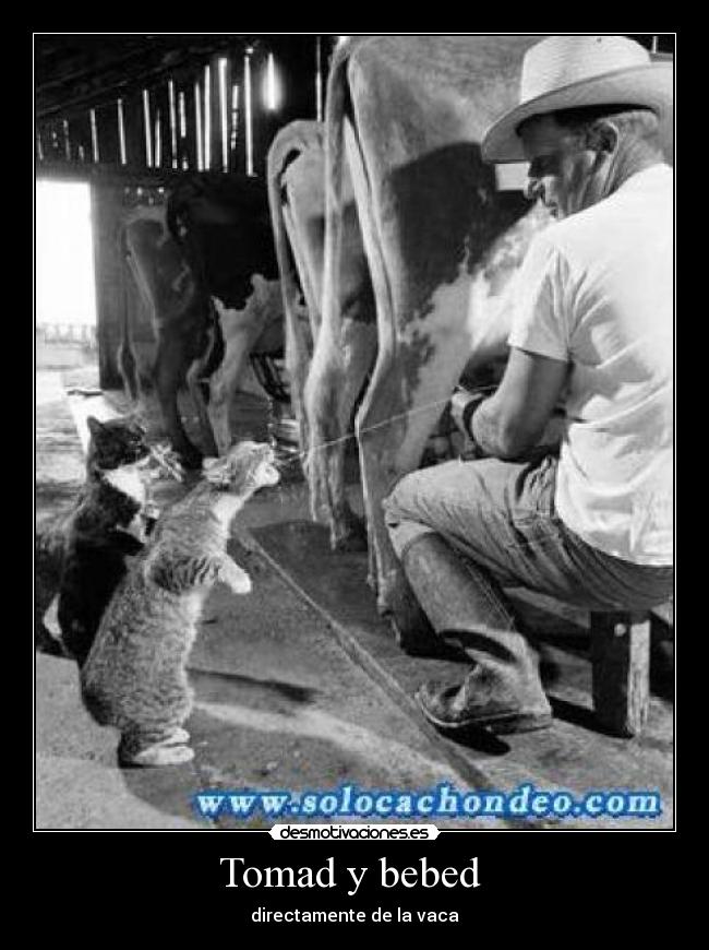 Tomad y bebed  - directamente de la vaca