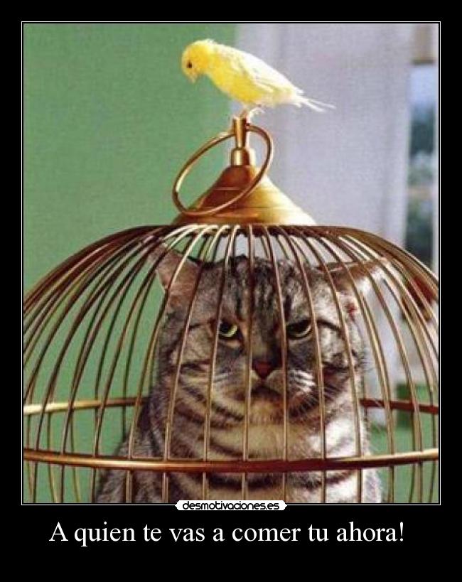 A quien te vas a comer tu ahora!  - 