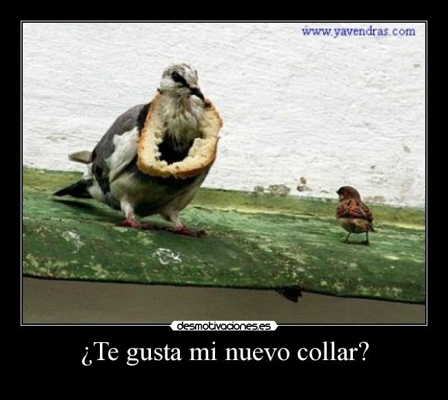 ¿Te gusta mi nuevo collar? - 