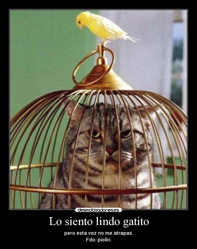 Lo siento lindo gatito - pero esta vez no me atrapas.
Fdo: piolin.