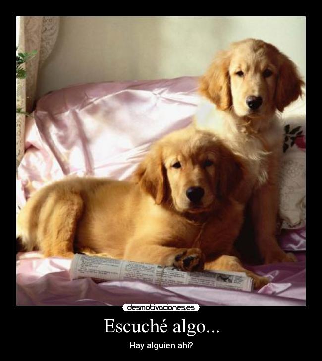 carteles perros desmotivaciones