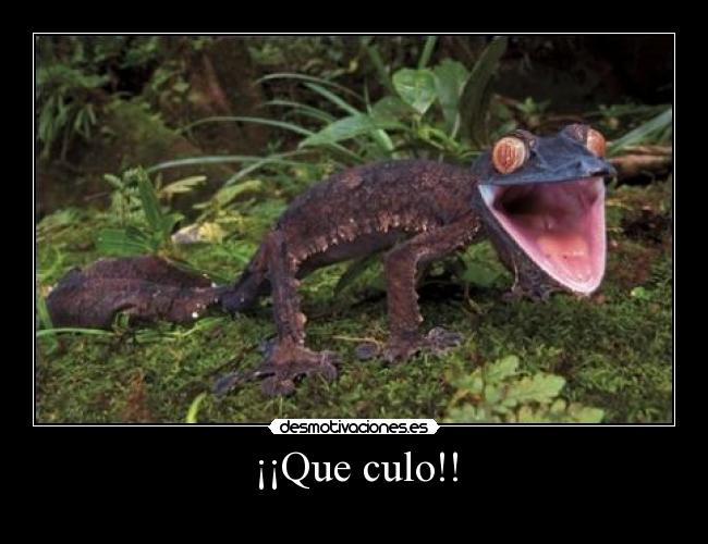 ¡¡Que culo!! - 