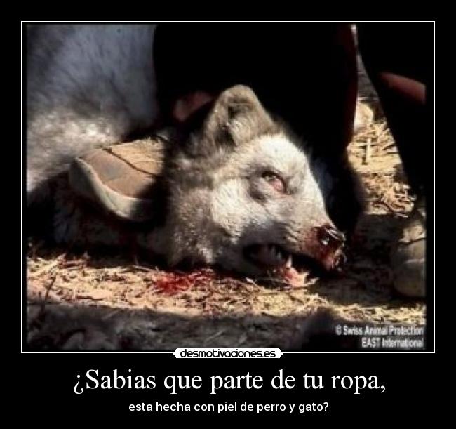 ¿Sabias que parte de tu ropa, - esta hecha con piel de perro y gato?