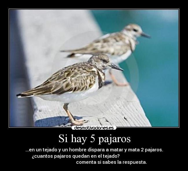 Si hay 5 pajaros - ...en un tejado y un hombre dispara a matar y mata 2 pajaros.
¿cuantos pajaros quedan en el tejado?
comenta si sabes la respuesta.