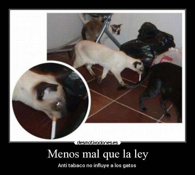 carteles gato anti tabaco desmotivaciones