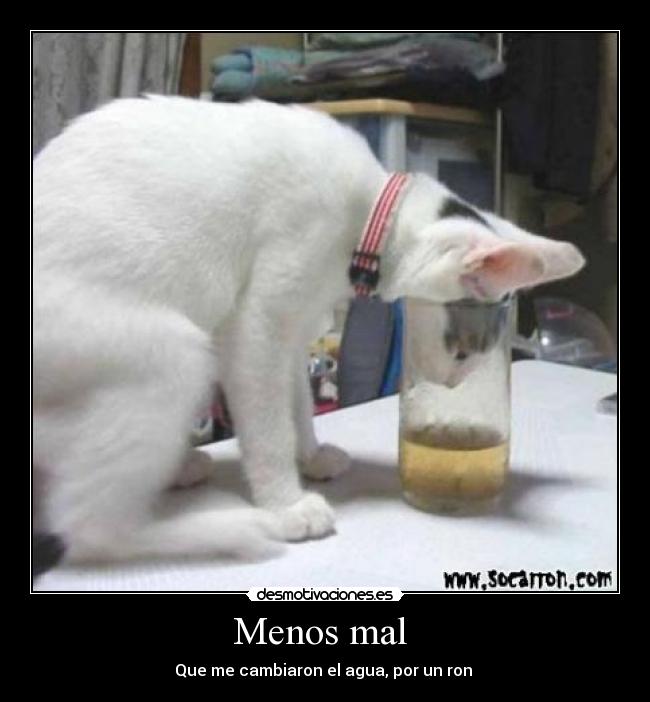 carteles gato alcoholico desmotivaciones