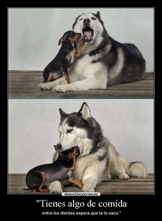 carteles comida tienes algo comida entre los dientes espera que saco perros desmotivaciones desmotivaciones